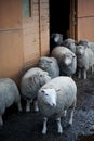 Sheep on an English farm