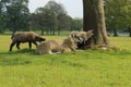 Sheep on an english farm Royalty Free Stock Photo