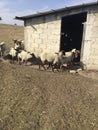 Sheep entering the barn