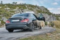 Sheep entering a black car in a rocky area