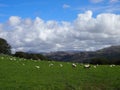 Sheep in Eskdale, Lake District, UK