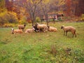 Sheep in Etropole (Sofia Province, Bulgaria)