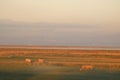 Sheep and evening mist in Lancashire coastal plain