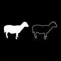 Sheep Ewe Domestic livestock Farm animal cloven hoofed Lamb cattle silhouette white color vector illustration solid outline style