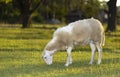 Sheep ewe grazing on early spring grass Royalty Free Stock Photo