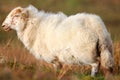Sheep ewe Royalty Free Stock Photo