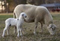 Sheep ewe on a paddock with its young lamb Royalty Free Stock Photo