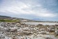 Sheep exploring the rocks during a lowtide in Northern Norway Royalty Free Stock Photo