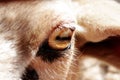 Sheep eye Royalty Free Stock Photo
