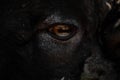 Sheep eye close up Royalty Free Stock Photo