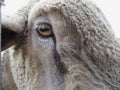 Sheep Eye Royalty Free Stock Photo