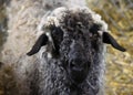 Sheep Face Agricultural Farm Animal Closeup Royalty Free Stock Photo