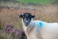Sheep face on Royalty Free Stock Photo