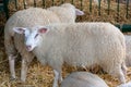 Sheep at the fair