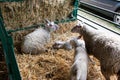 Sheep at the fair