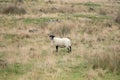 A sheep, Northern Ireland