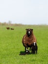 Sheep family Royalty Free Stock Photo