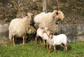 Sheep family Royalty Free Stock Photo