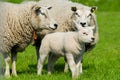 Sheep family Royalty Free Stock Photo