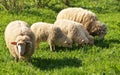 Sheep family Royalty Free Stock Photo