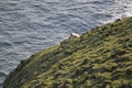 Sheep Family on The Cliffs of Vestmannaeyjar