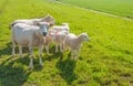 Sheep family on a Dutch Royalty Free Stock Photo