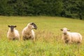 Sheep family with lamb standing on country land pasture