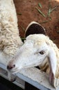 Sheep Family Livestock on a Farm Royalty Free Stock Photo