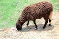 Sheep Family Livestock on a Farm Royalty Free Stock Photo