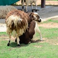 Sheep Family Livestock on a Farm Royalty Free Stock Photo