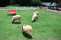 Sheep Family Livestock on a Farm Royalty Free Stock Photo