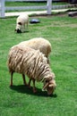 Sheep Family Livestock on a Farm Royalty Free Stock Photo