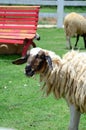 Sheep Family Livestock on a Farm Royalty Free Stock Photo