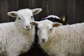 Sheep Family Livestock on a Farm with Young Lambs Royalty Free Stock Photo