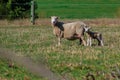 Sheep family in New Zealand, ewe and lamb on green field Royalty Free Stock Photo