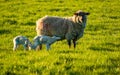 Sheep family in rural countryside, two lambs and their mother walking together grazing on grass, english farmland Royalty Free Stock Photo