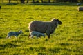 Sheep family in rural countryside, two lambs and their mother walking together grazing on grass, english farmland Royalty Free Stock Photo