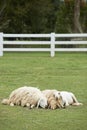 Sheep family sleep together