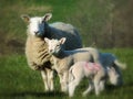 Sheep family, in soft focus outline.