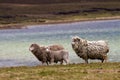 Sheep family Royalty Free Stock Photo