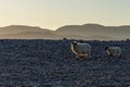 Sheeps walking in the sunset at Rossbeigh beach, Ireland