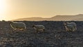 Sheeps walking in the sunset at Rossbeigh beach, Ireland