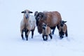 Sheep family on winter meadow covered with snow. Isolated two adult animals with two young baby Royalty Free Stock Photo