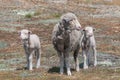 Sheep Family with Young Lambs