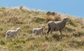 Sheep Family with Young Lambs