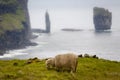 Sheep and famous rock formation: Risin and Kellingin.