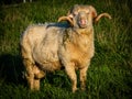 A sheep with fancifully twisted horns looks into the camera Royalty Free Stock Photo