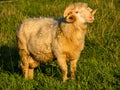 A sheep with fancifully twisted horns posing on the meadow Royalty Free Stock Photo