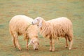 Sheep in farm