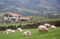 Sheep in farm Royalty Free Stock Photo